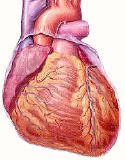 Circulatory System, blood circualtion