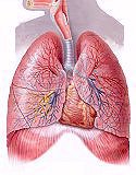 Respiration System, Human Lungs, Anatomy Models
