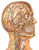 Human Brain, Nervous Systems, anatomical models