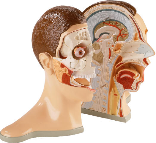 Deluxe 5-Part Head Model