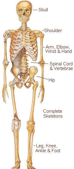 Oh, the neck bone's connected to the backbone