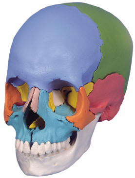 Bone Structure Skull / Bones in the Human Skull