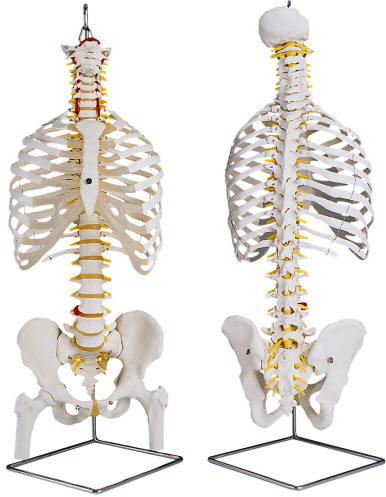 vertebral column and ribs