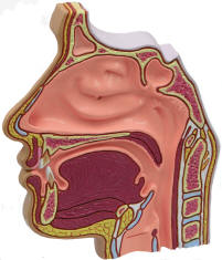 Ear, Nose and Throat Models