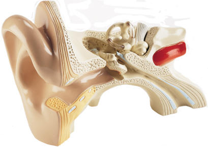 Giant Human Ear Models - Highly detailed