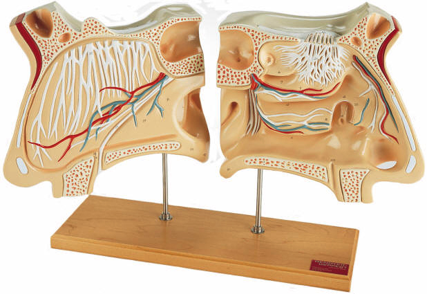 human nose bone anatomy