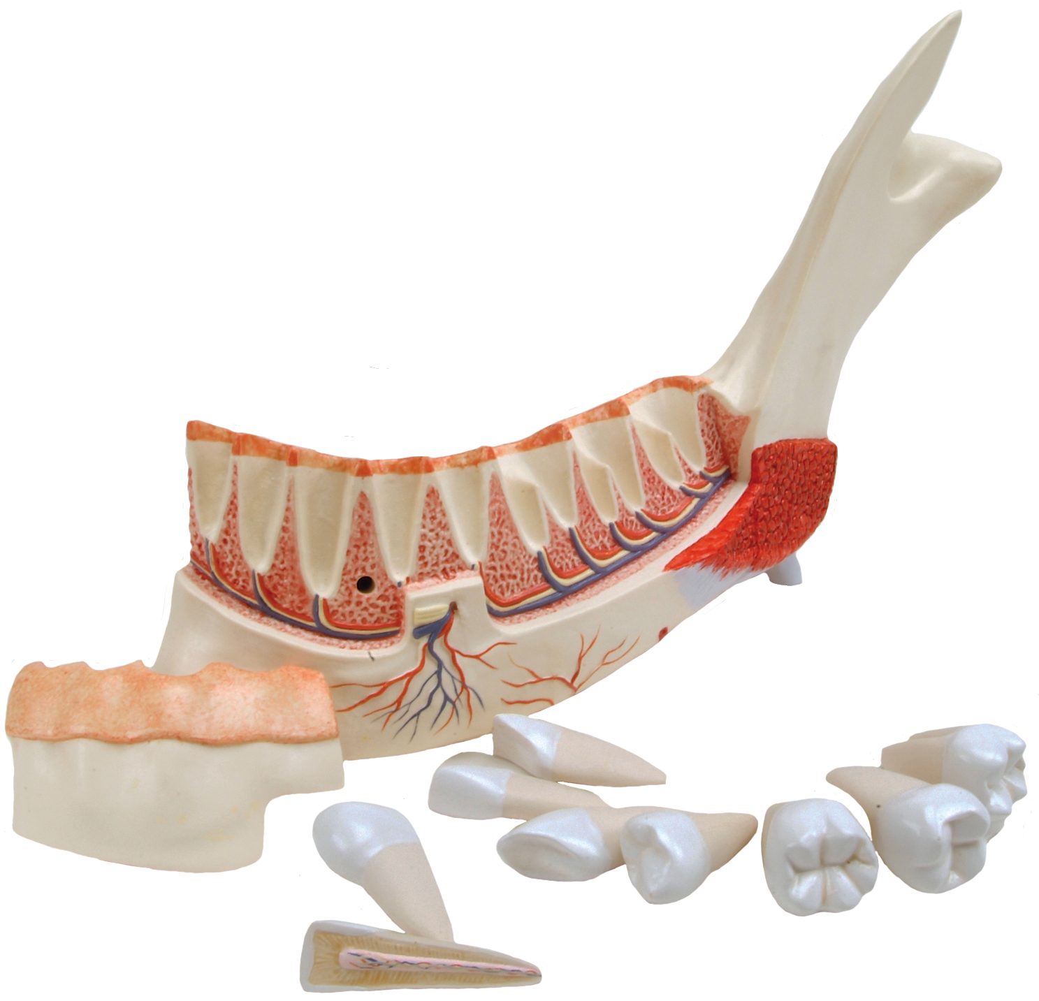 human lower jaw teeth