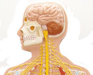 Human Nervous System - Brain, Spinal Cord, Nerves and More