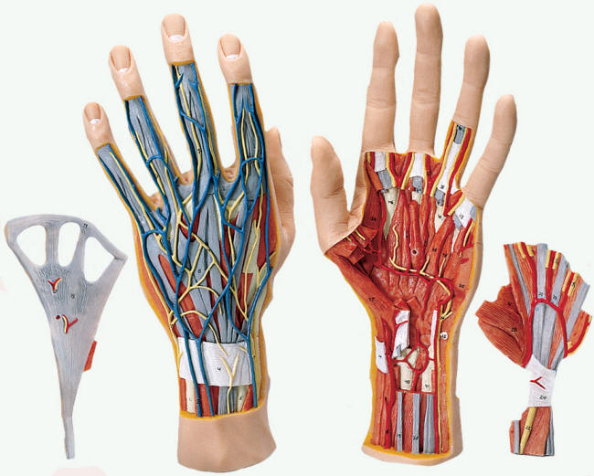 Human Hand Models